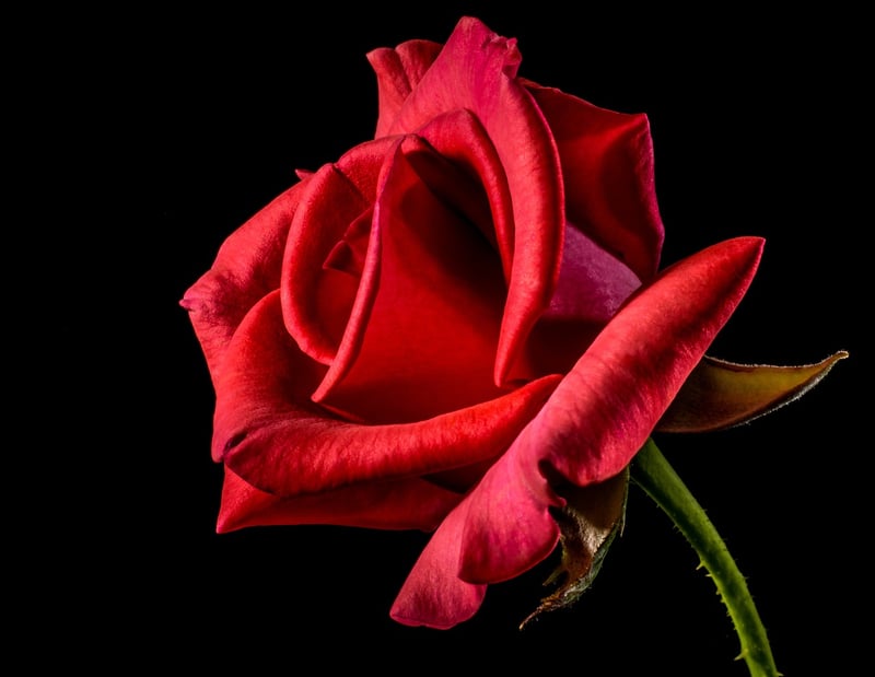 Red rose in a garden