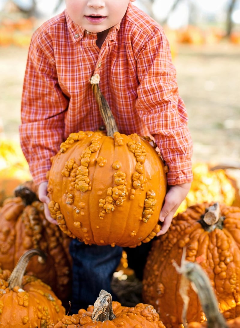 Pumpkins in a garden